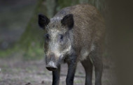 Varėnos rajone dviems sumedžiotiems šernams nustatytas afrikinis kiaulių maras
