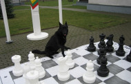Pradinukai tarnybinį vokiečių aviganį Arko mokė žaisti šachmatais (foto)