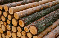 Didieji medienos pramonininkai nemėgsta rinkos dėsnių?
