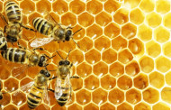 Parama bitininkystės sektoriui