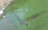 Informacija dėl žalios spalvos Nemuno upėje