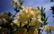 Dubravos arboretume pražydo įspūdingi rododendrai
