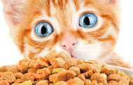 Kaip išrinkti kokybišką maistą katei?