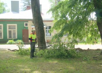 Studentų skvere genimi medžiai ir tvarkomos medžių lajos