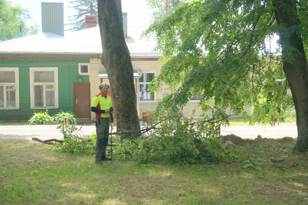 Studentų skvere genimi medžiai ir tvarkomos medžių lajos
