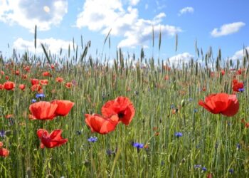 Joninių šventės Trakų rajone