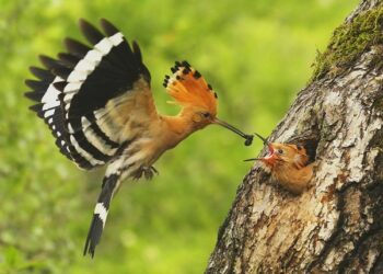 Aiškėja, kas taps Dzūkijos paukščiu