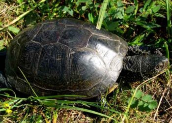 Kviečiame susipažinti su baliniais vėžliais