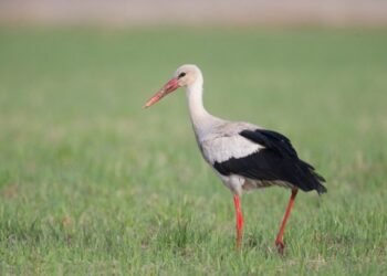 Kviečiame išsirinkti Dzūkijos gamtos simbolius