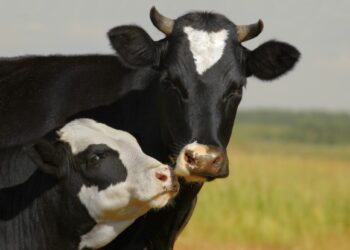 AB „Kauno Grūdai“ rūpinasi gyvūnų gerove ir kaimyninėse šalyse