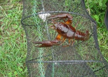 Prasideda vėžiavimo sezonas