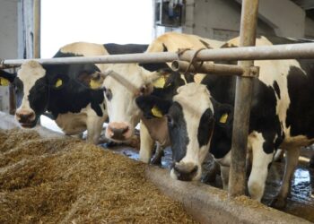 Pienininkai supažindinti su reikalavimais