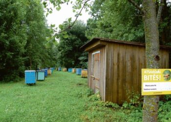 „Atsargiai, bitės!“