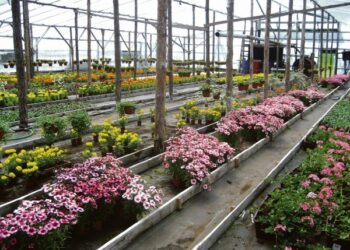 Gėlėms reikia žmogaus gerumo