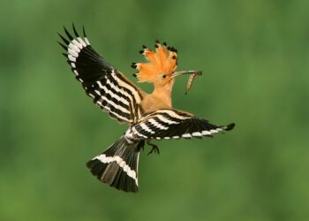 Dzūkai išsirinko savo paukštį