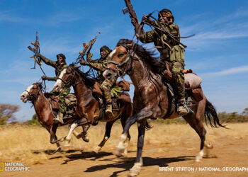 Slapta misija: į nelegalią dramblio kaulo rinką išleista dirbtinė iltis su įtaisytu siųstuvu