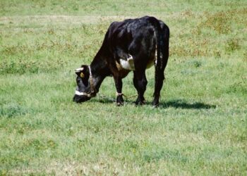 Sausra – paskutinė vinis į smulkiųjų pienininkų karstą?