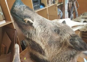 “Alytaus piliečiai” nesutinka, kad už vaikų švietimui skirtus pinigus būtų rengiami medžiotojai