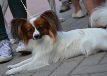 Geriausi, gražiausi – Šalčininiuose rinko idealius šunis