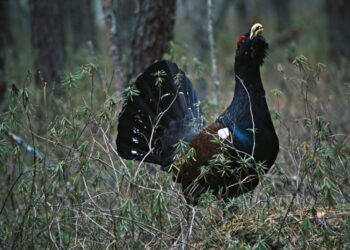 Didžiausiai Lietuvoje aukštapelkei 40 metų
