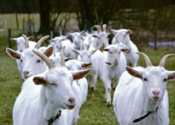 Naujasis srautas: iš miesto – į kaimą