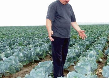 Ar kaimynų negandos išgelbės Lietuvos  daržininkus?