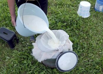 Geriant nevirintą pieną – rizika užsikrėsti erkiniu encefalitu