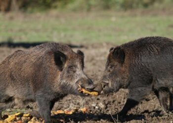 Informacija dėl priemonių taikymo buferinėje afrikinio kiaulių maro zonoje