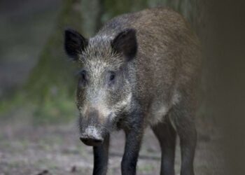 Varėnos rajone dviems sumedžiotiems šernams nustatytas afrikinis kiaulių maras