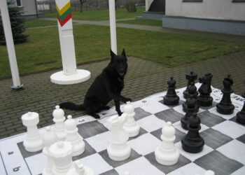 Pradinukai tarnybinį vokiečių aviganį Arko mokė žaisti šachmatais (foto)