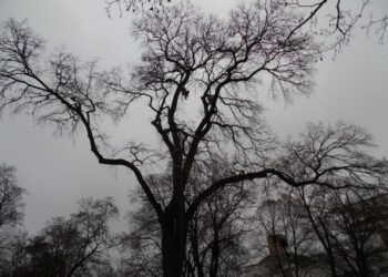 Nacionaliniai arboristai. Arba kodėl paprastoji vinkšna sostinėje „kaspinėliais” puošėsi