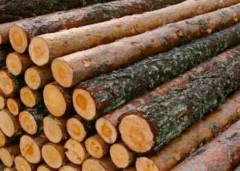 Didieji medienos pramonininkai nemėgsta rinkos dėsnių?