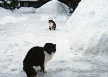 Lengvinant gyvūnų dalią  sunkėja žmogaus dalia