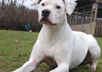 Informacija gyventojams dėl leidimo gavimo laikyti agresyvius šunis Birštono savivaldybėje