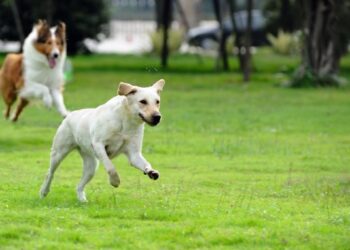 Augintiniui – džiaugsmas, šeimininkui – rūpestis