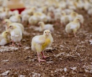 Ar tikrai „kaimiška“ višta yra sveikesnė?