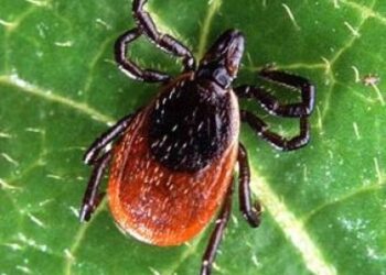 Į Lietuvą besiruošiantiems turistams patariama pasiskiepyti nuo erkinio encefalito