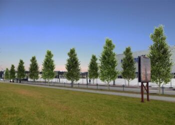 M. K. Čiurlionio gatvėje sužaliuos beveik 50 klevų