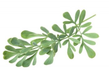 Rūtos simbolinės prasmės mūsų tradicinėje kultūroje. Interviu su dr. Jurga Sadauskiene