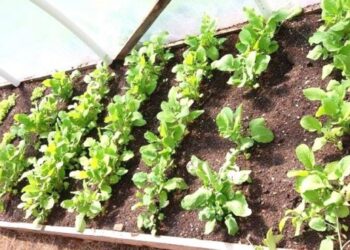 Socialinių paslaugų centro Vaikų dienos centre sėkmingai vykdoma akcija „Mini daržas – 3“