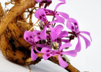 Kaip gydytis nealinant organizmo?