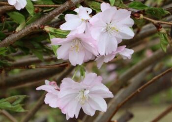 Kviečiame į Sakurų parko atidarymo šventę