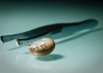 Erkinis encefalitas Lietuvoje: serga daug, o skiepijasi mažai