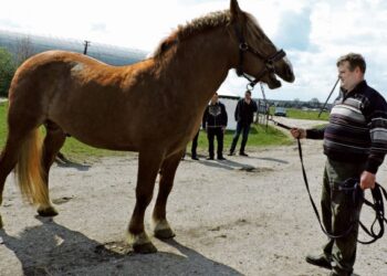 Tiltuose žvengė elitiniai žirgai