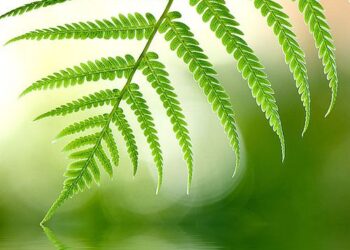 Sutikime Jonines Birštono kurorte