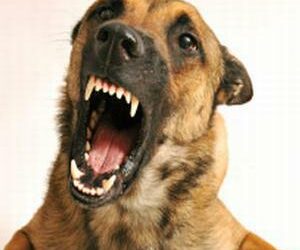 Dėmesio! Gyvūnai bus nemokamai skiepijami nuo pasiutligės