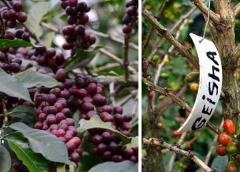 Kiek kainuoja geidžiamiausia kava pasaulyje?