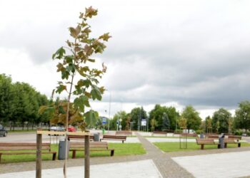 Pirmojo Alytaus aikštėje sužaliavę klevai – alytiškio dovana gimtajam miestui