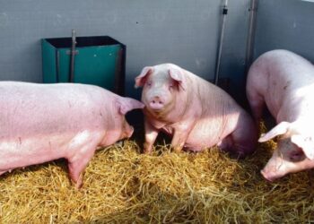 Kiaulių augintojų alternatyvos nevilioja