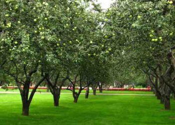 Profesorius pataria: 5 svarbiausi lauko darbai artėjant rudeniui